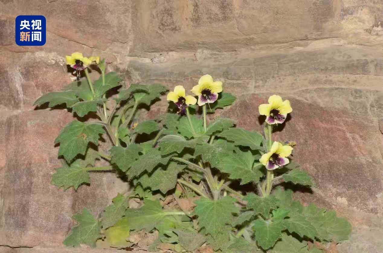 植物品种上新！河南三门峡发现茄科天仙子属植物新种