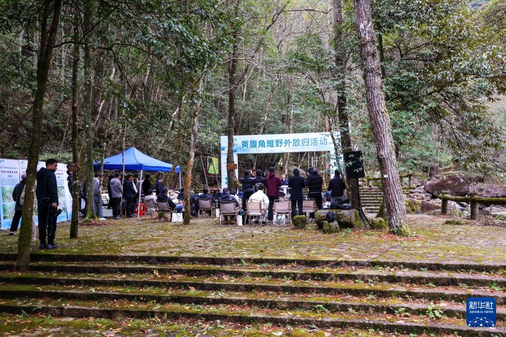 浙江泰顺：黄腹角雉野外放归