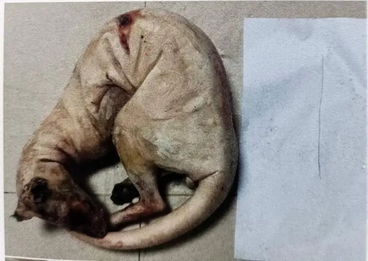 “狗杀的为何也算我头上？”男子驯养3只烈犬围猎保护动物获刑