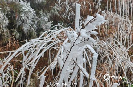 广西高寒山区现雾凇景观 淡淡霜雪挂枝头