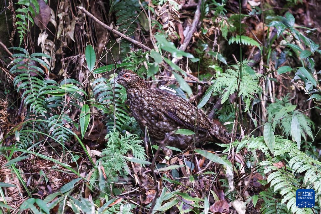 浙江泰顺：黄腹角雉野外放归
