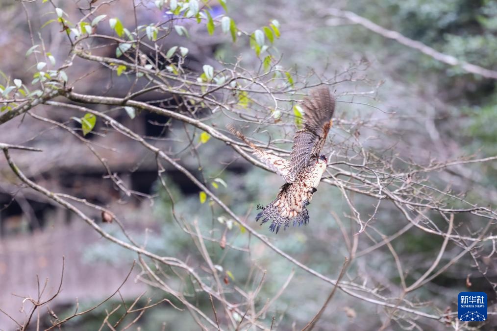 浙江泰顺：黄腹角雉野外放归