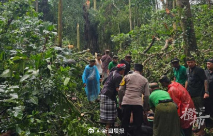 巴厘岛著名景区大树倒塌2游客被砸身亡，当地媒体：这是常见灾害