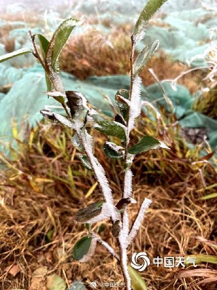 广西高寒山区现雾凇景观 淡淡霜雪挂枝头