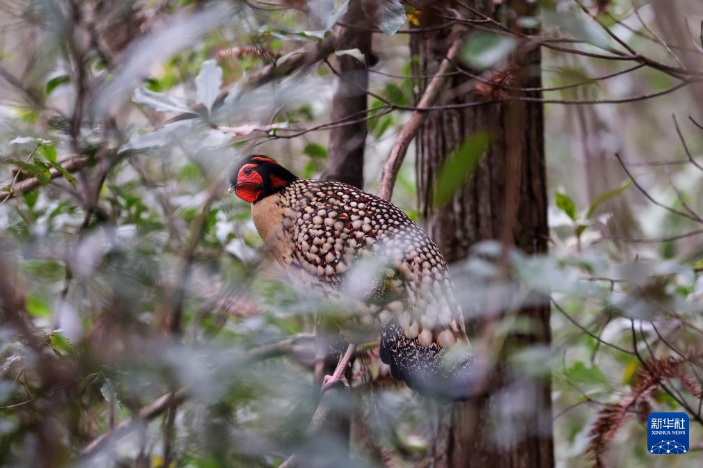 浙江泰顺：黄腹角雉野外放归