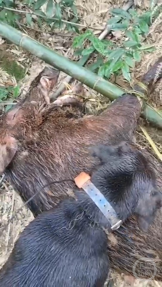 “狗杀的为何也算我头上？”男子驯养3只烈犬围猎保护动物获刑