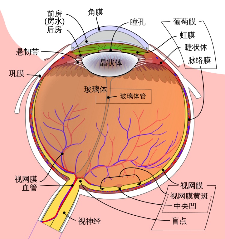“虹膜写真”突然爆火!医生紧急提醒:有危险! “虹膜写真”突然爆火!医生紧急提醒:有危险!