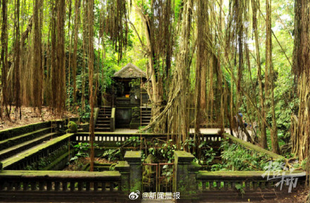 巴厘岛著名景区大树倒塌2游客被砸身亡，当地媒体：这是常见灾害