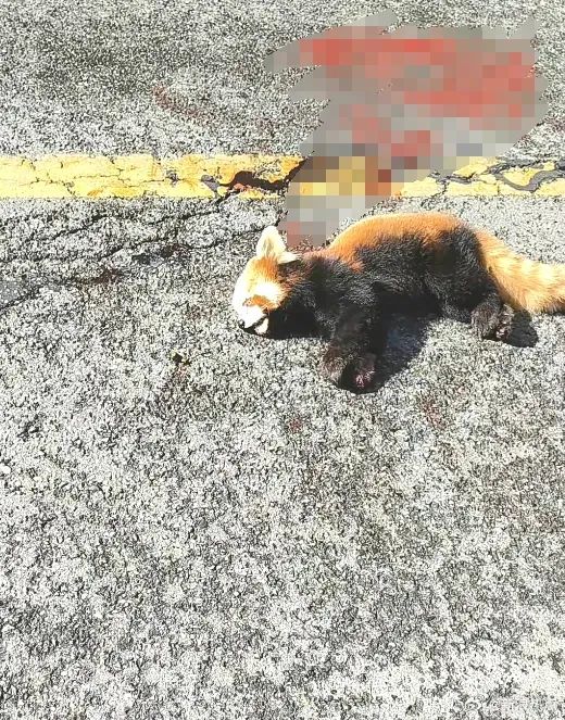 一小熊猫染血倒地，疑似被撞！警方回应