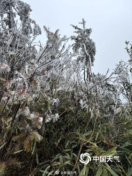 广西高寒山区现雾凇景观 淡淡霜雪挂枝头