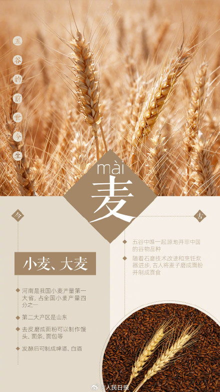知识帖！一组图了解五谷的前世今生