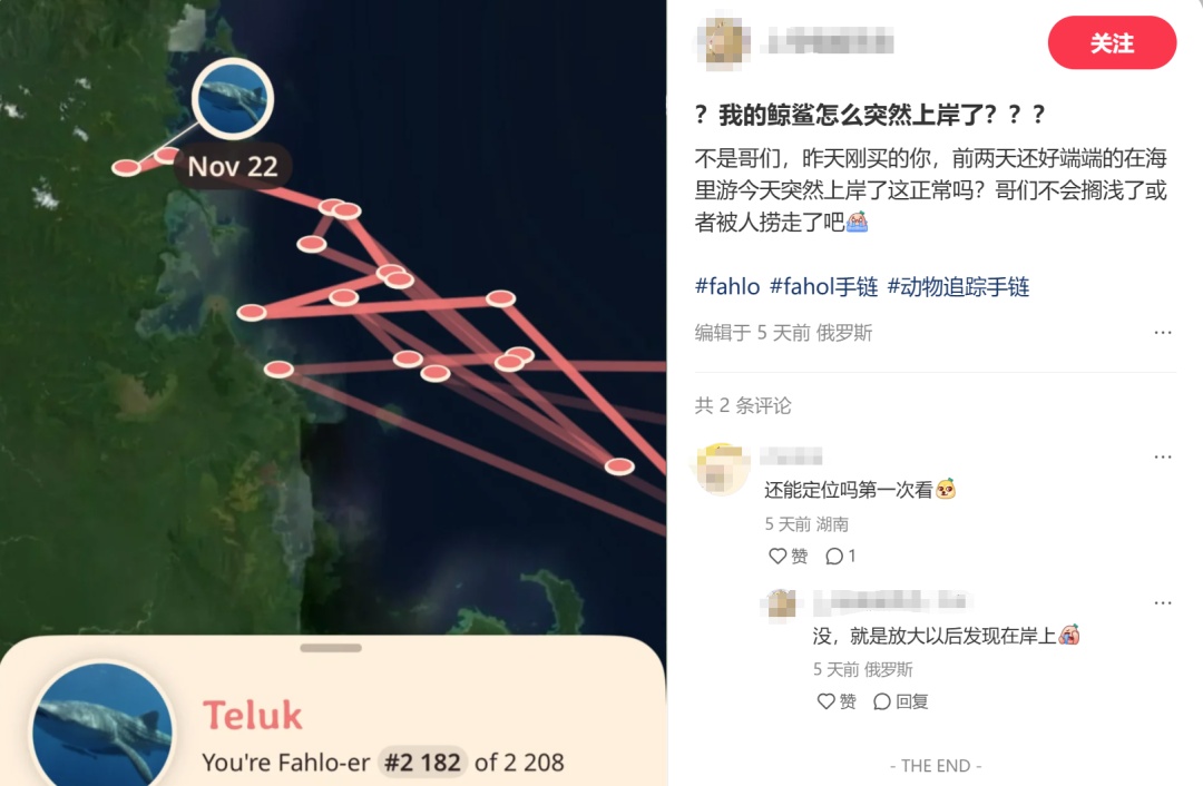 是什么，让年轻人抢着花钱认养？