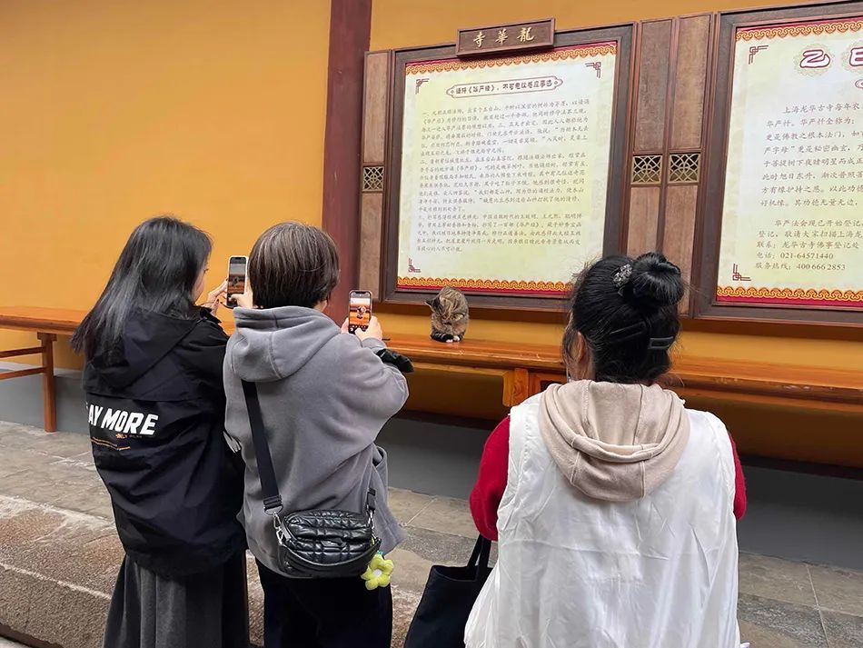 上海龙华寺“银杏猫咪”走红，引网友围观打卡