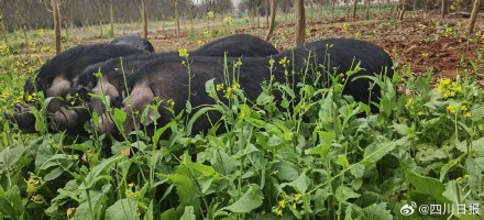 四川猪猪多样性加一 四川猪猪多样性加一
