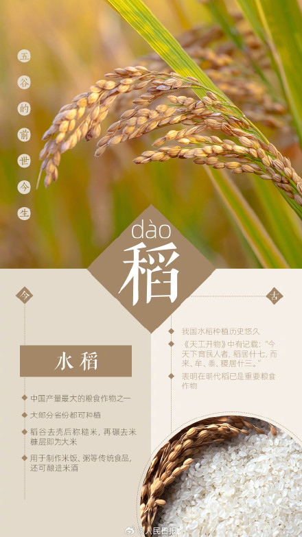 知识帖！一组图了解五谷的前世今生