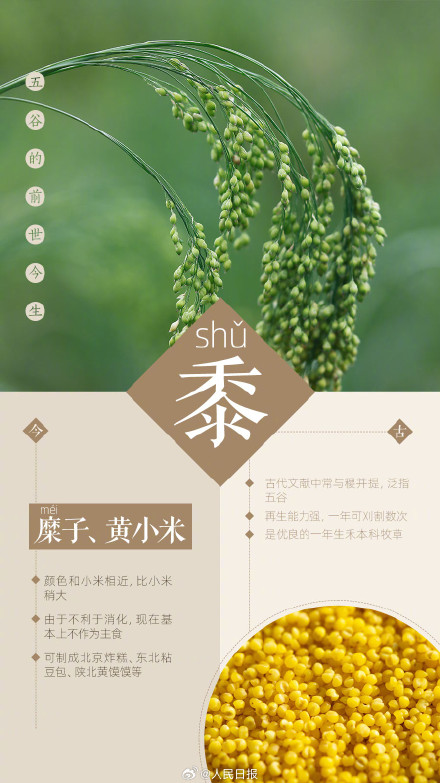 知识帖！一组图了解五谷的前世今生