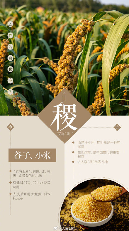 知识帖！一组图了解五谷的前世今生