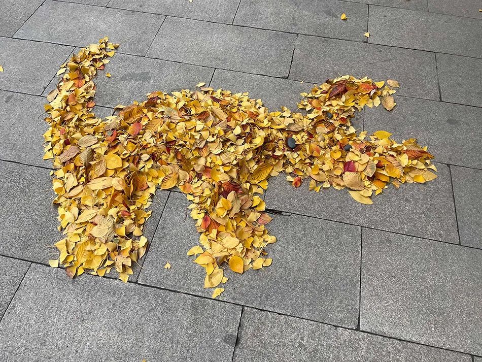 上海龙华寺“银杏猫咪”走红，引网友围观打卡
