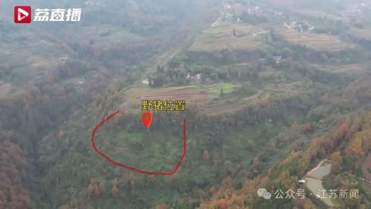 已捕超1000头！民间捕猎队贴钱抓野猪，靠直播带货反哺