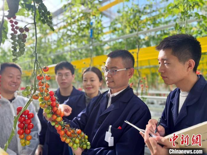 环境智能，高产稳产！中国科学家新成果开启作物育种新时代
