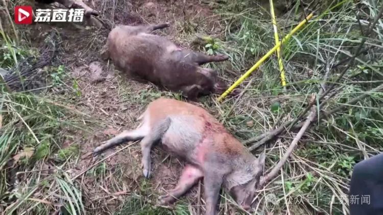 已捕超1000头！民间捕猎队贴钱抓野猪，靠直播带货反哺