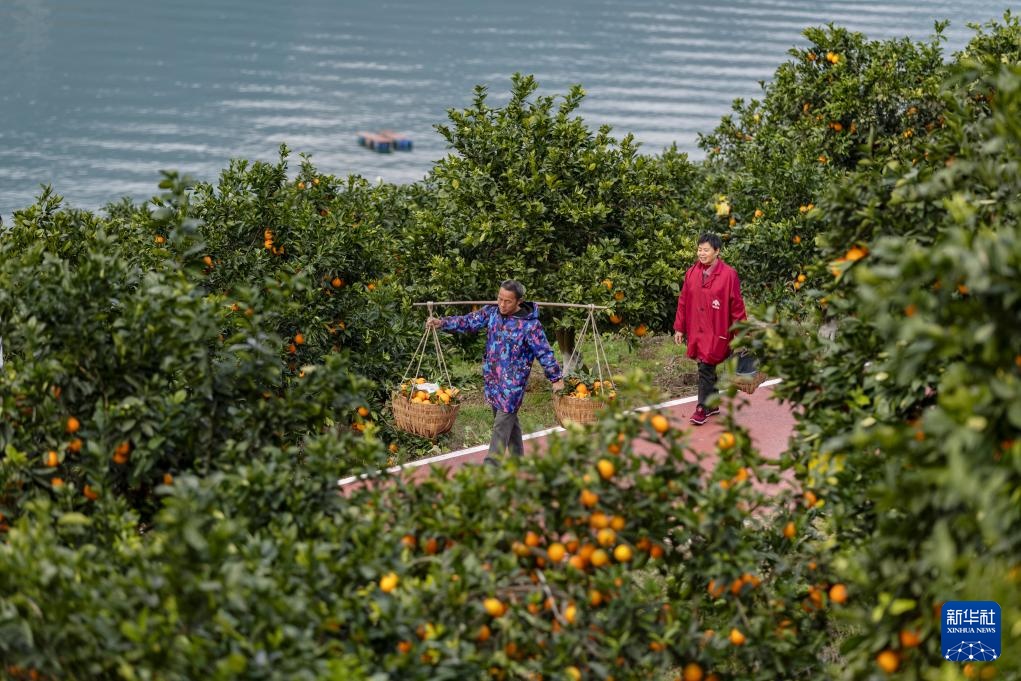 重庆：奉节脐橙陆续上市