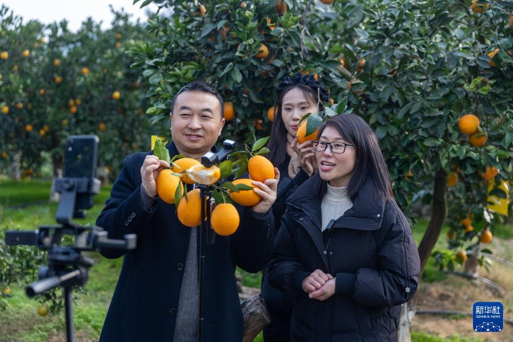 重庆：奉节脐橙陆续上市