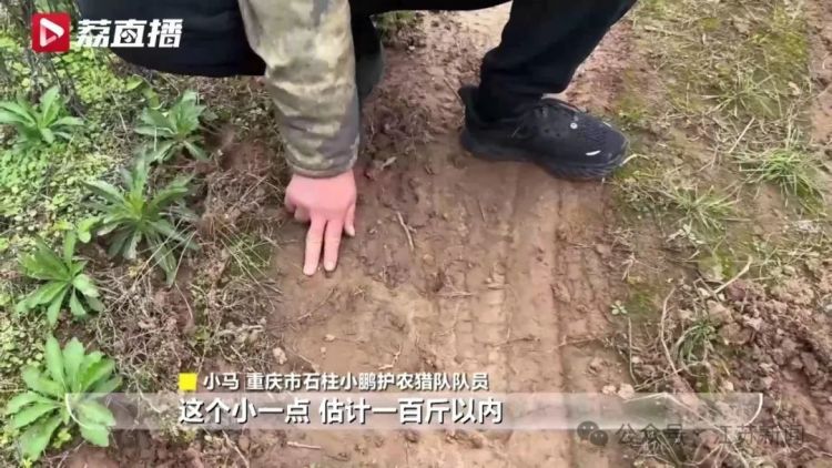 已捕超1000头！民间捕猎队贴钱抓野猪，靠直播带货反哺