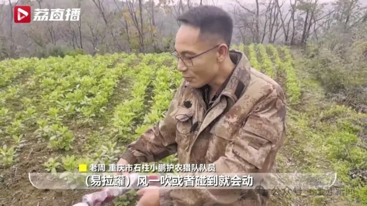 已捕超1000头！民间捕猎队贴钱抓野猪，靠直播带货反哺