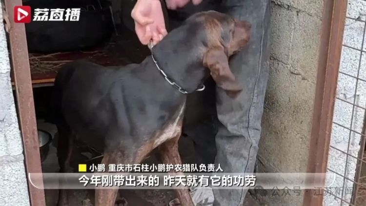 已捕超1000头！民间捕猎队贴钱抓野猪，靠直播带货反哺