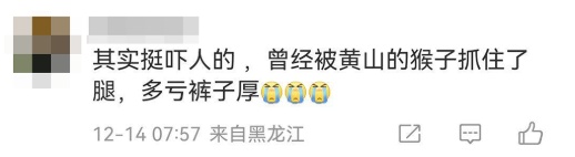 猴子抢包，遭游客"胖揍"！景区回应→