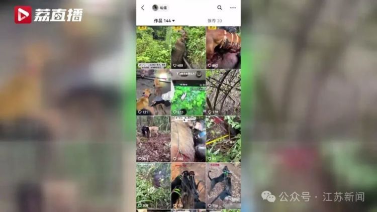已捕超1000头！民间捕猎队贴钱抓野猪，靠直播带货反哺