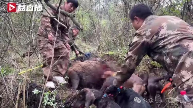 已捕超1000头！民间捕猎队贴钱抓野猪，靠直播带货反哺