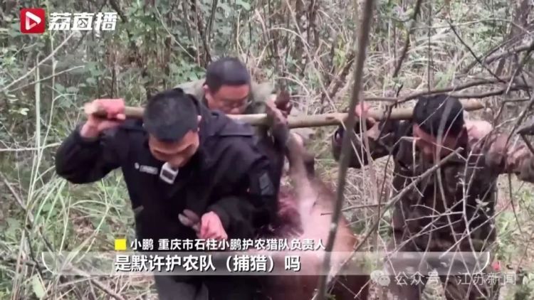 已捕超1000头！民间捕猎队贴钱抓野猪，靠直播带货反哺
