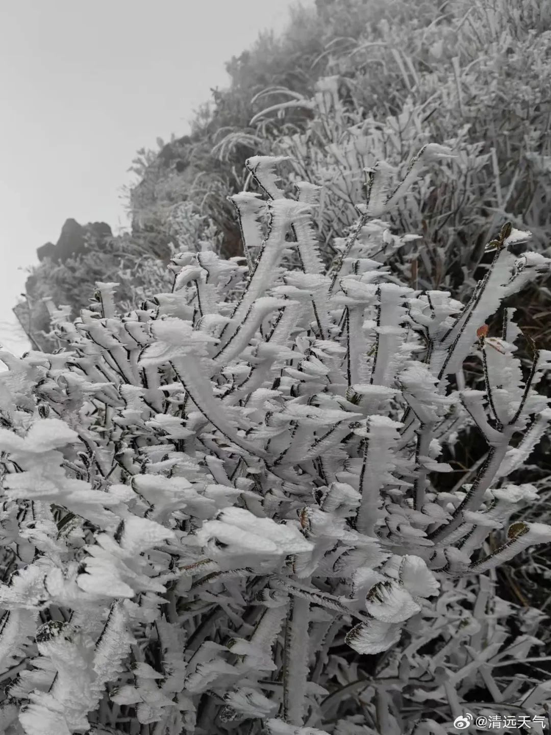 清远挂冰了 广州气温将继续降 清远挂冰了 广州气温将继续降