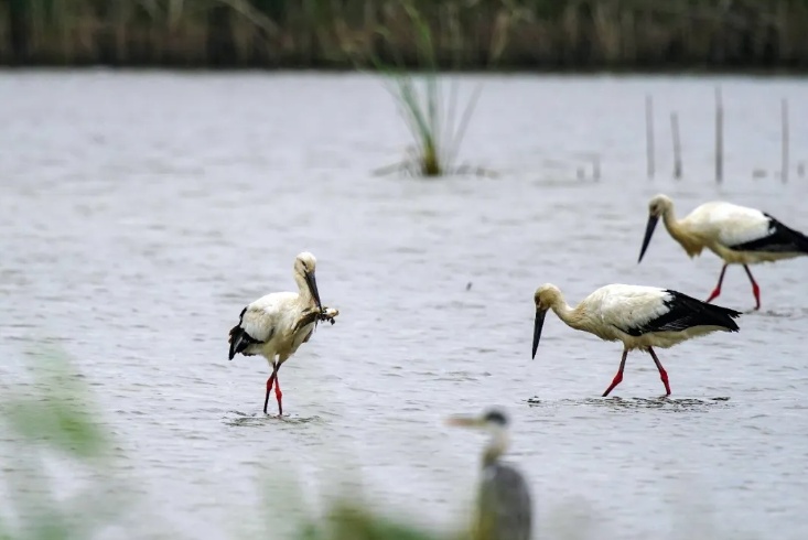 首次发现!广州南沙湿地迎来“稀客” 首次发现!广州南沙湿地迎来“稀客”