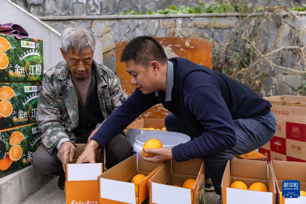 重庆：奉节脐橙陆续上市