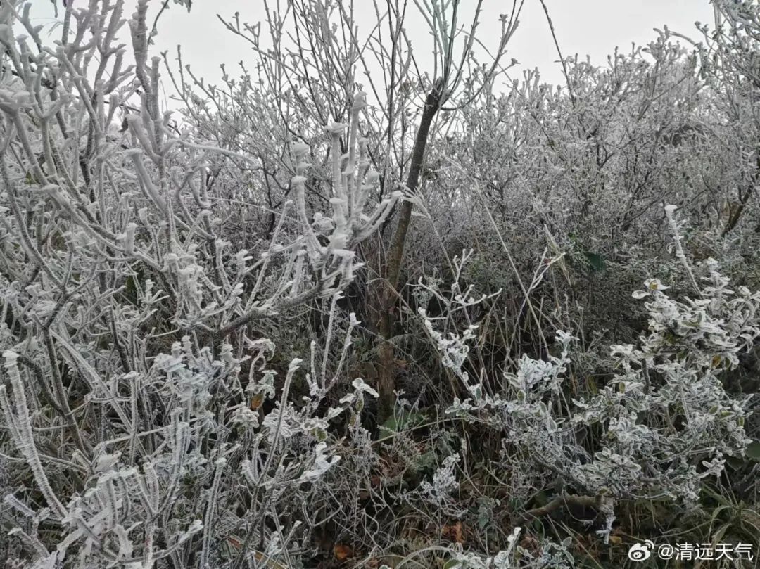 清远挂冰了 广州气温将继续降 清远挂冰了 广州气温将继续降