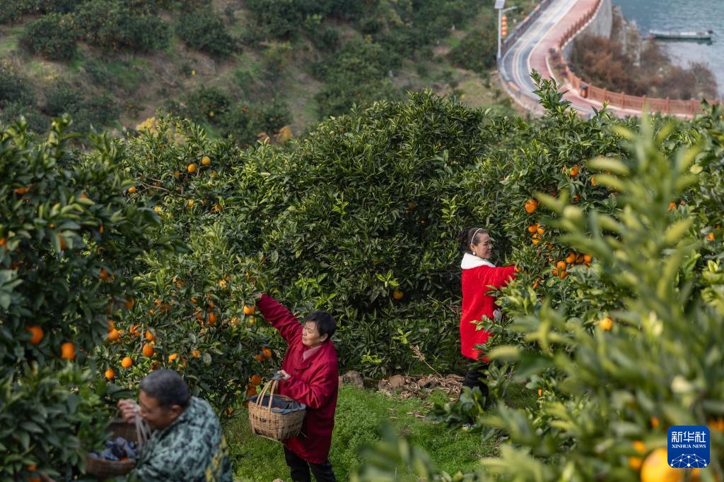 重庆：奉节脐橙陆续上市