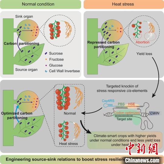 环境智能，高产稳产！中国科学家新成果开启作物育种新时代