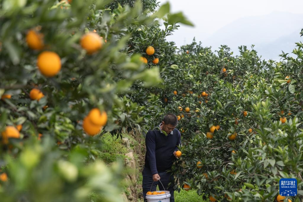 重庆：奉节脐橙陆续上市