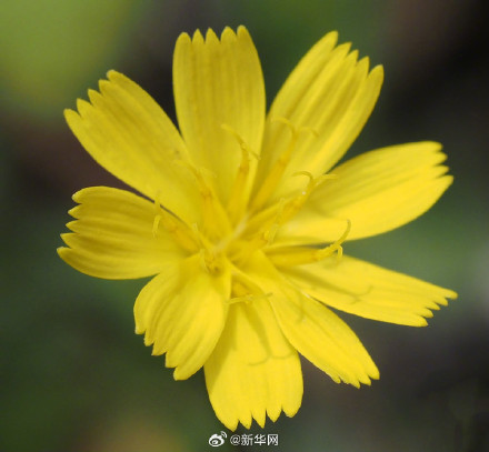 四川发现一植物新种 四川发现一植物新种