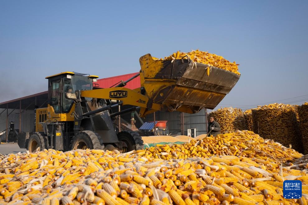 “北大仓”粮食产量连续15年全国居首 首次突破1600亿斤