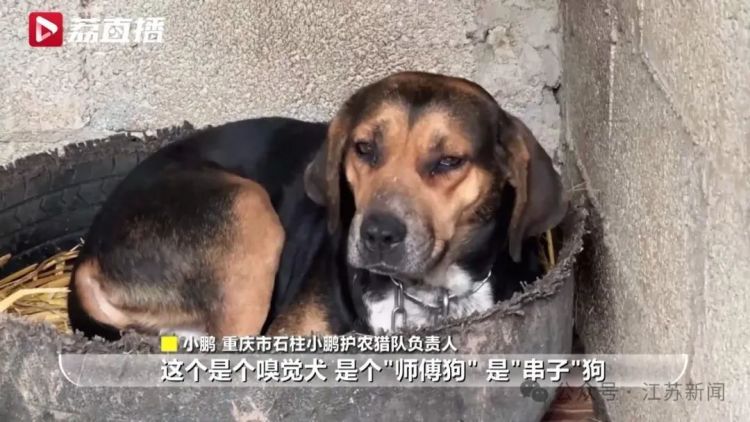已捕超1000头！民间捕猎队贴钱抓野猪，靠直播带货反哺