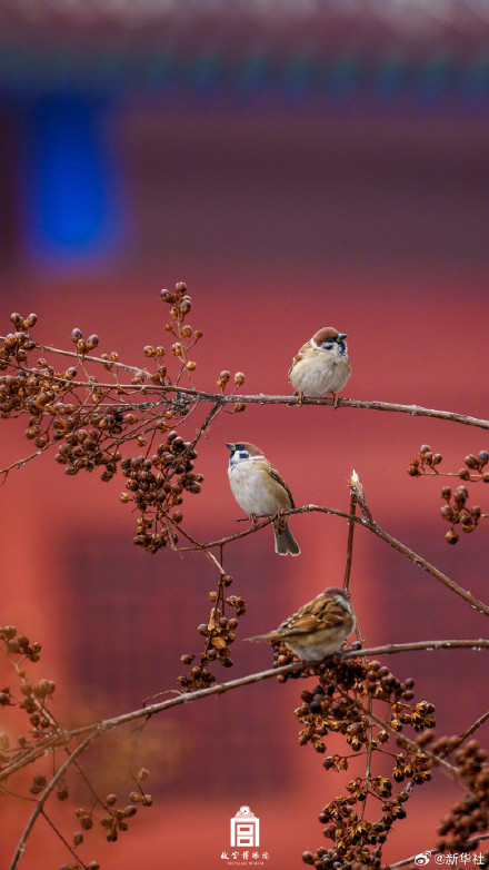 收藏！故宫深冬氛围感壁纸