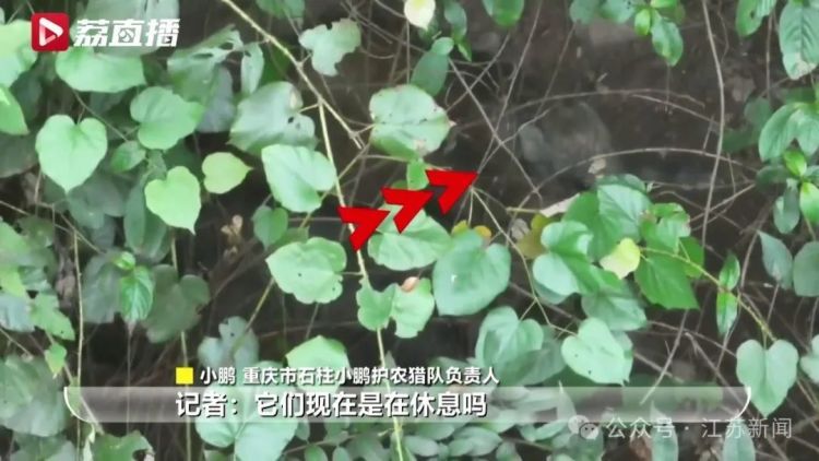 已捕超1000头！民间捕猎队贴钱抓野猪，靠直播带货反哺