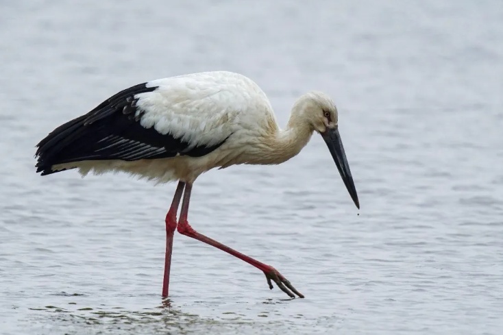 首次发现!广州南沙湿地迎来“稀客” 首次发现!广州南沙湿地迎来“稀客”