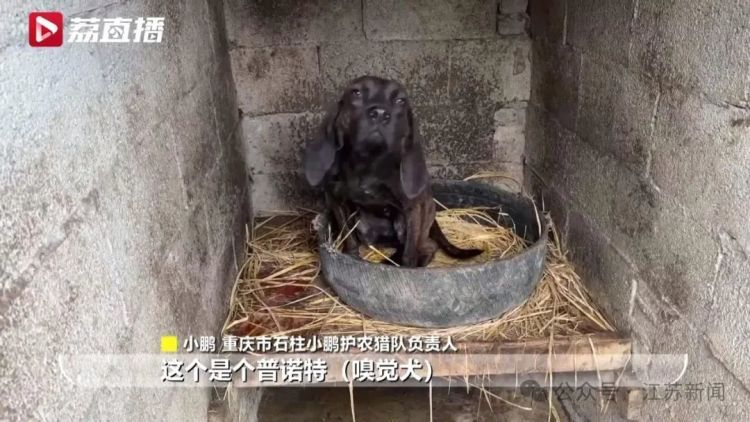 已捕超1000头！民间捕猎队贴钱抓野猪，靠直播带货反哺