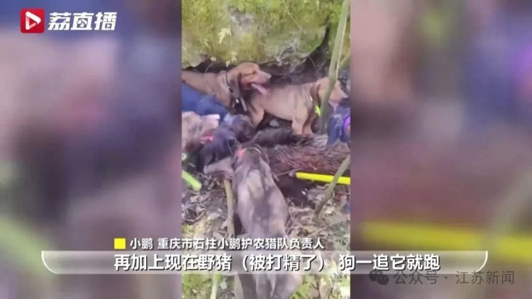 已捕超1000头！民间捕猎队贴钱抓野猪，靠直播带货反哺