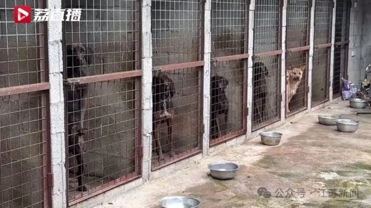 已捕超1000头！民间捕猎队贴钱抓野猪，靠直播带货反哺